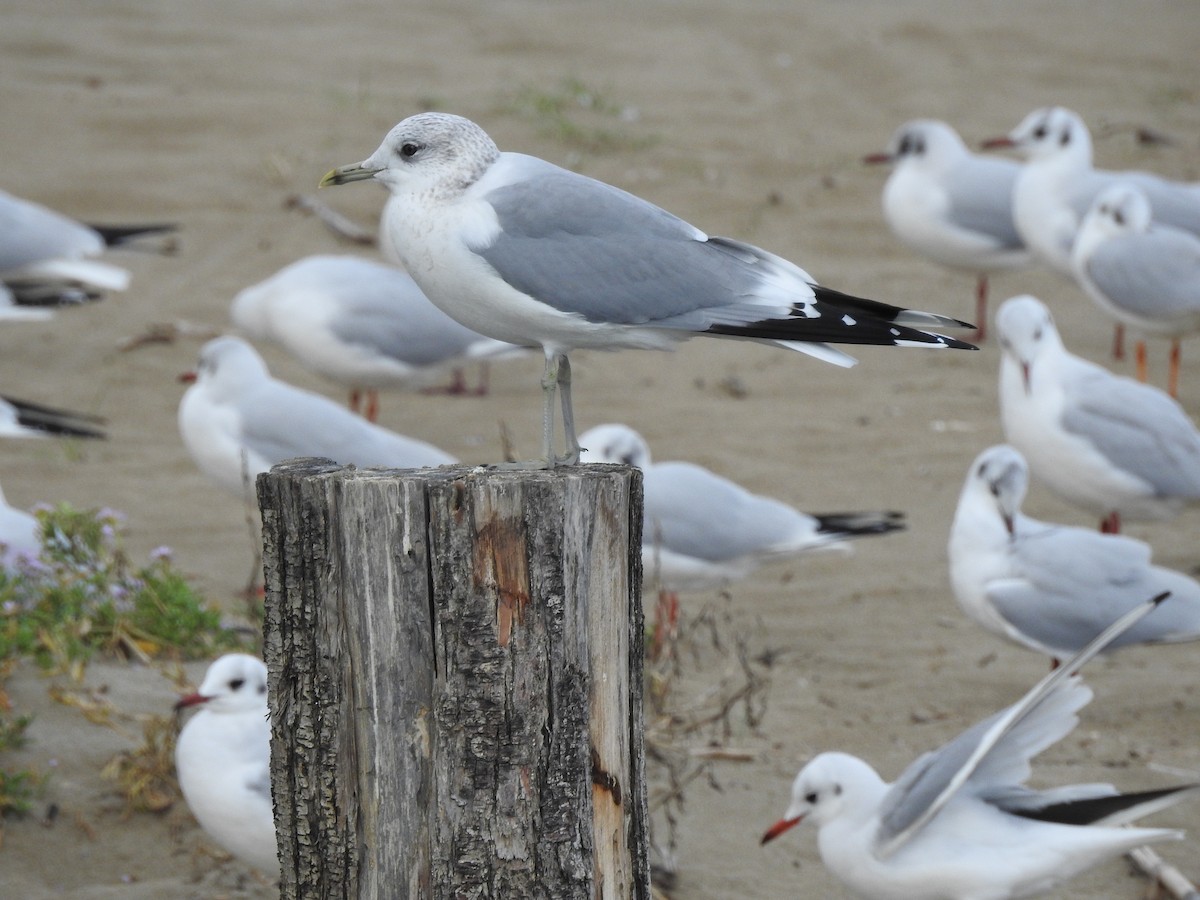 Common Gull - ML647456995