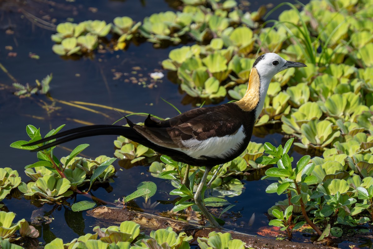 Pheasant-tailed Jacana - ML647456996