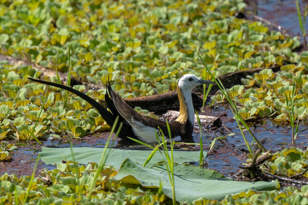 Pheasant-tailed Jacana - ML647456997