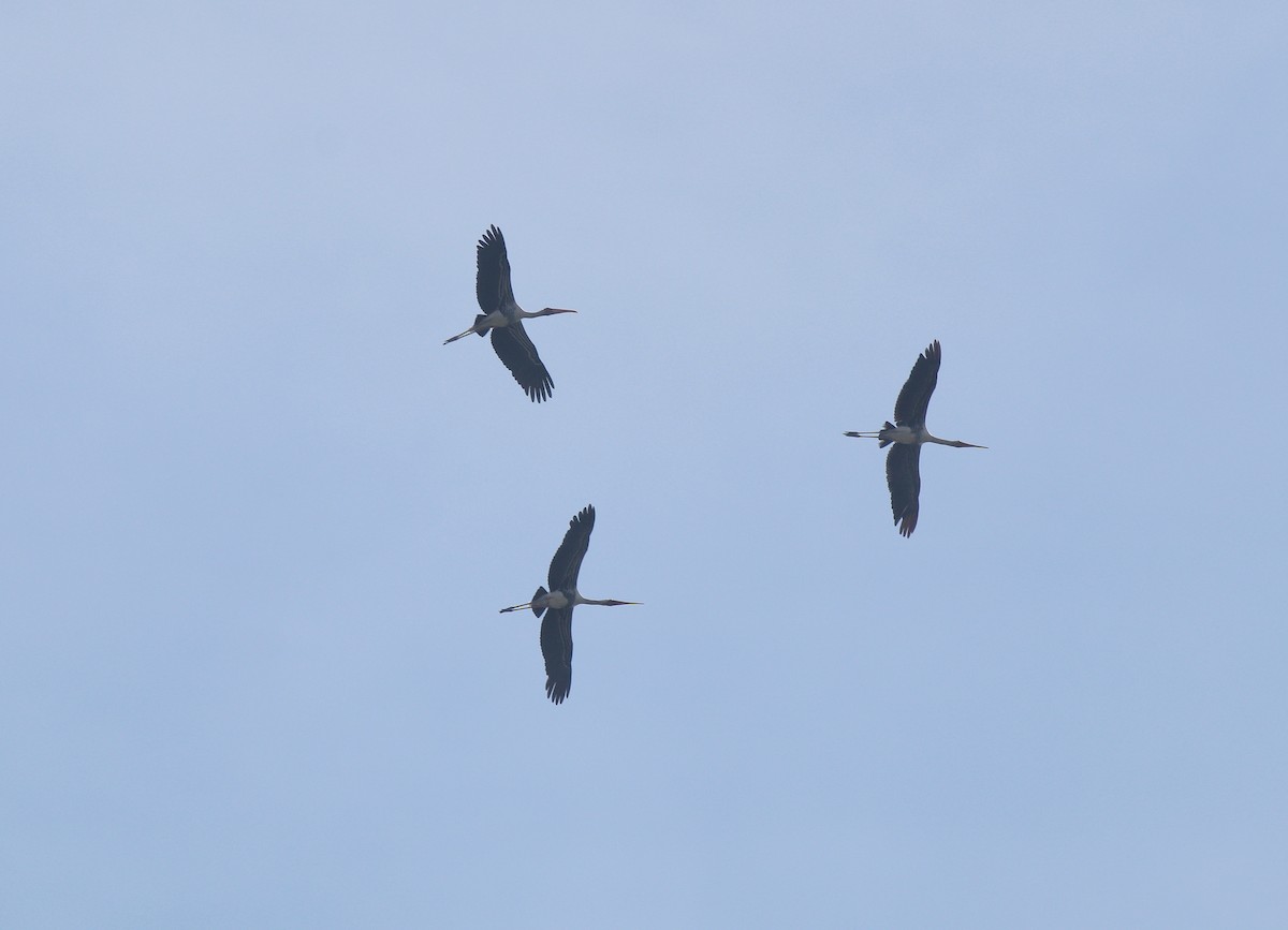 Painted Stork - ML647456998