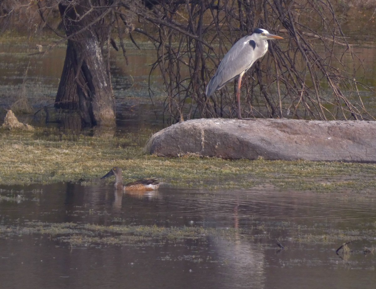 Gray Heron - ML647456999