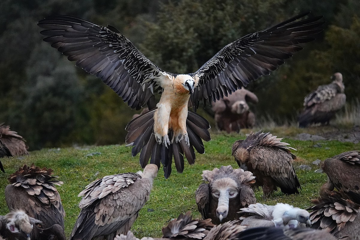 Bearded Vulture - ML647457000