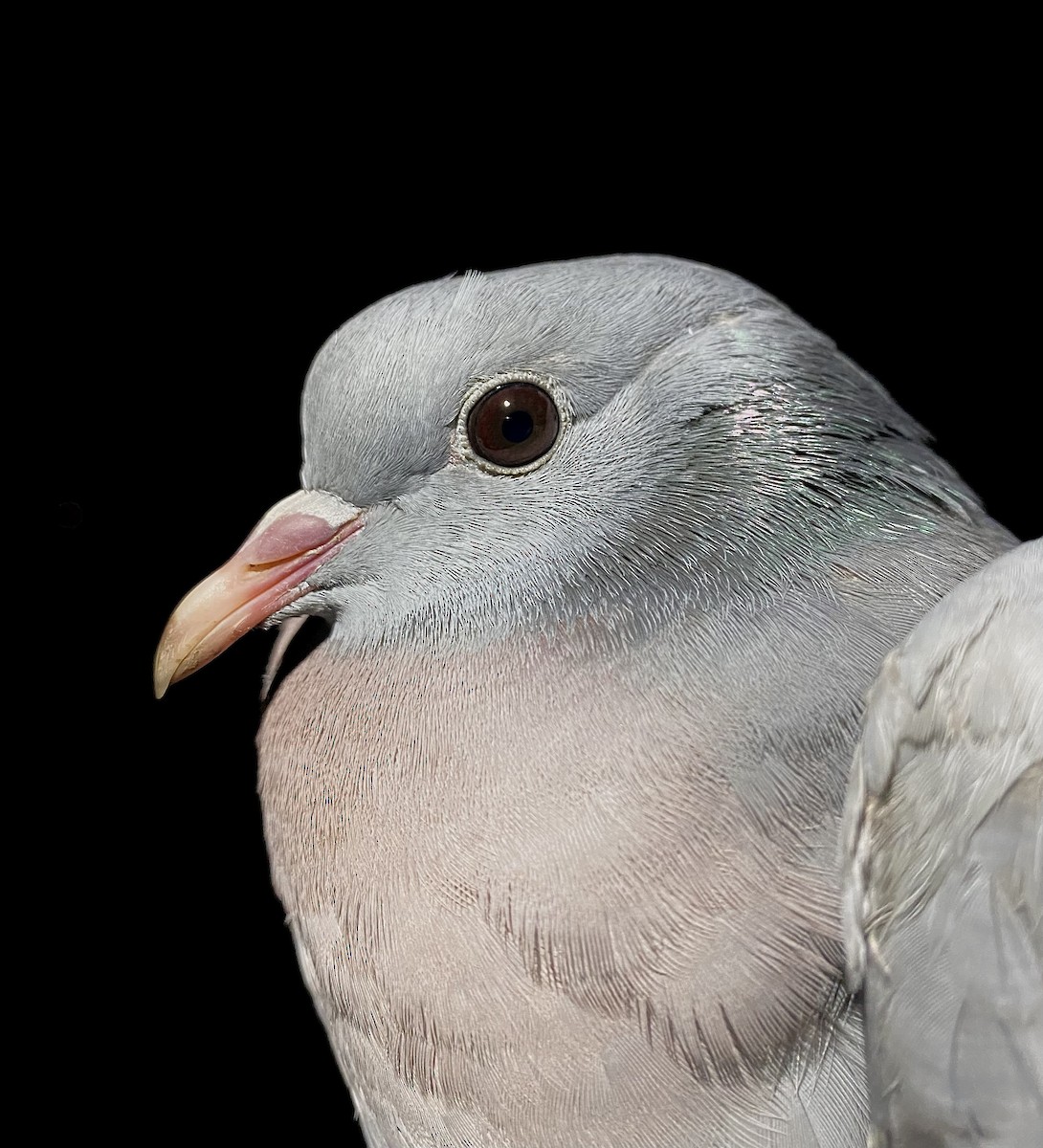 Stock Dove - ML647457001