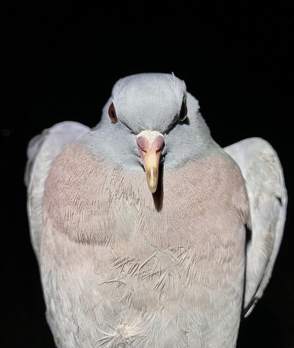Stock Dove - ML647457002