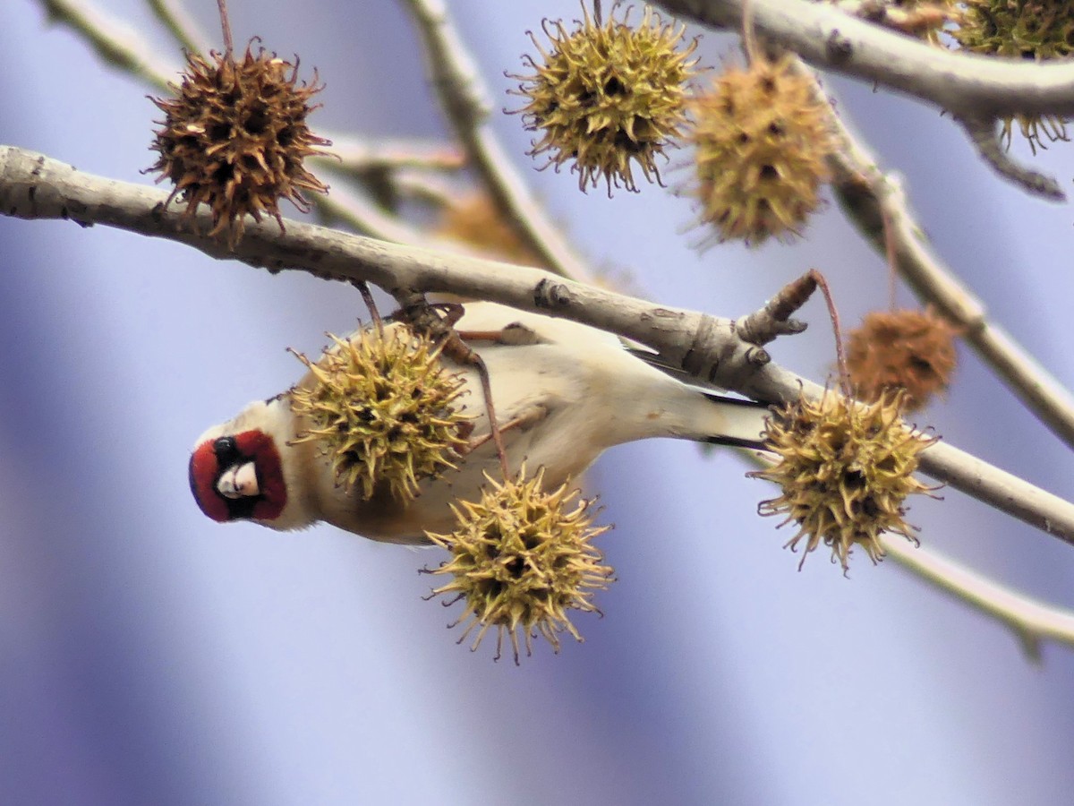 European Goldfinch - ML647457003