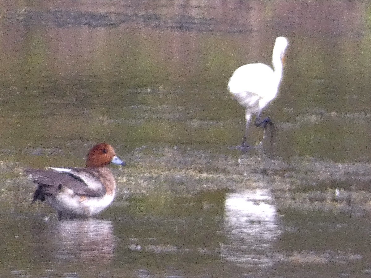 Medium Egret - ML647457004