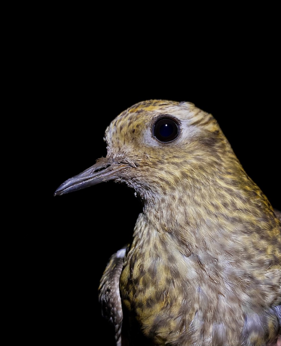 Сивка звичайна - ML647457005