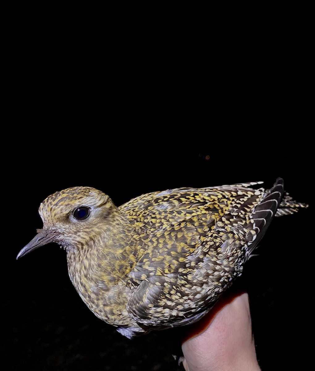 Сивка звичайна - ML647457006