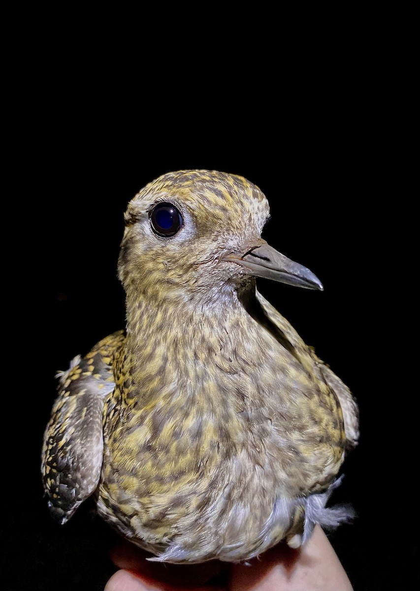 Сивка звичайна - ML647457007