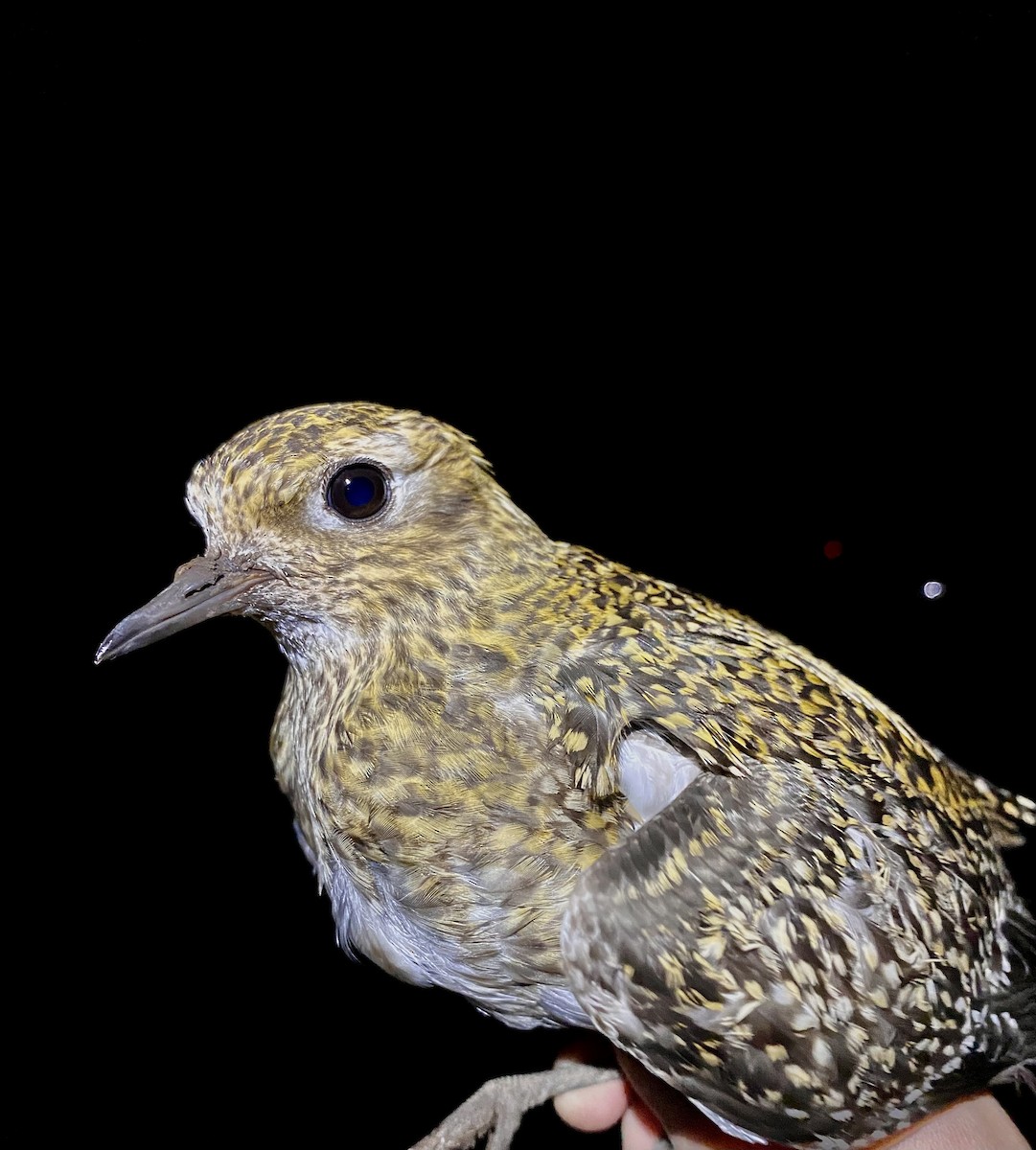 Сивка звичайна - ML647457008