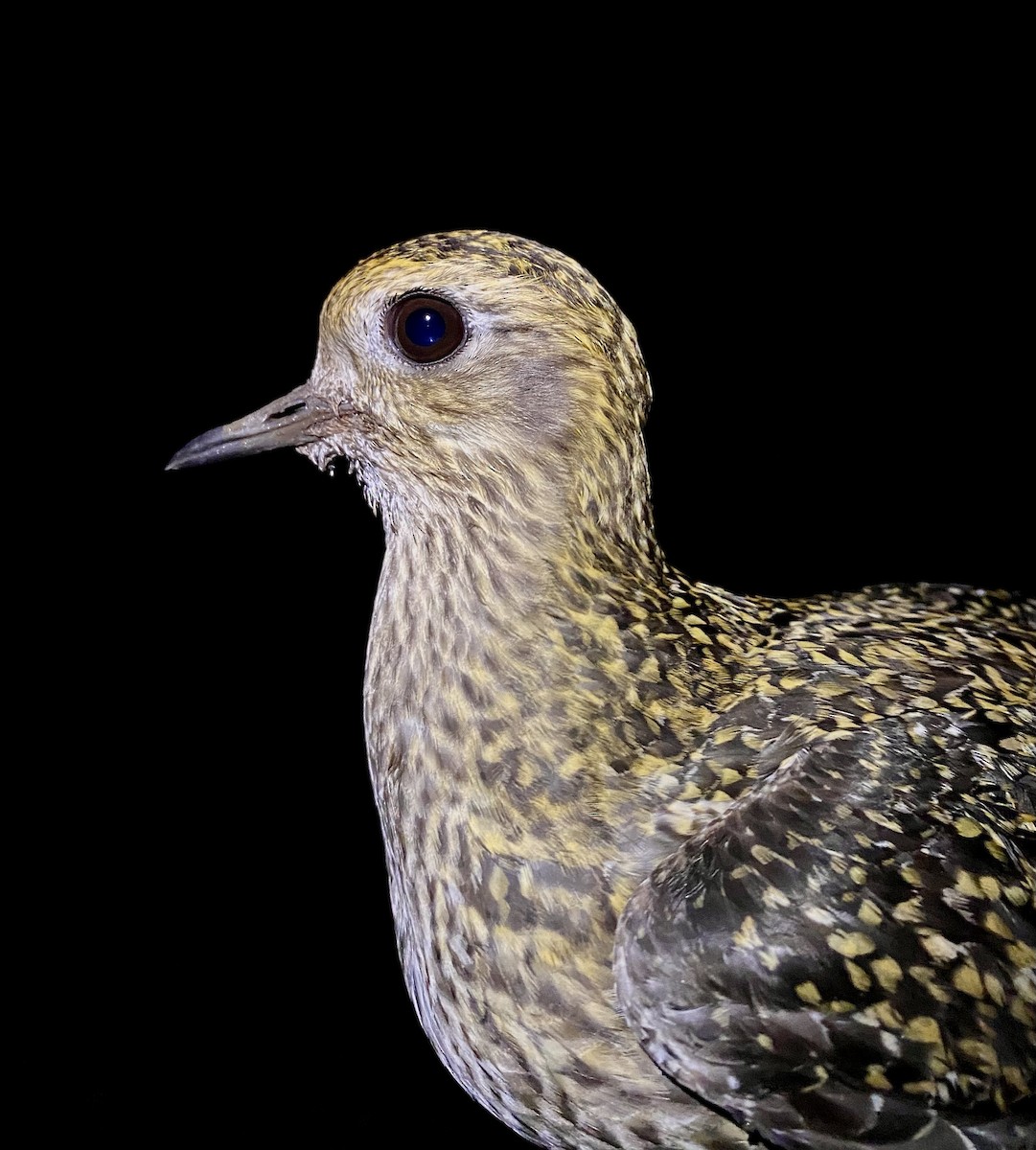 Сивка звичайна - ML647457009