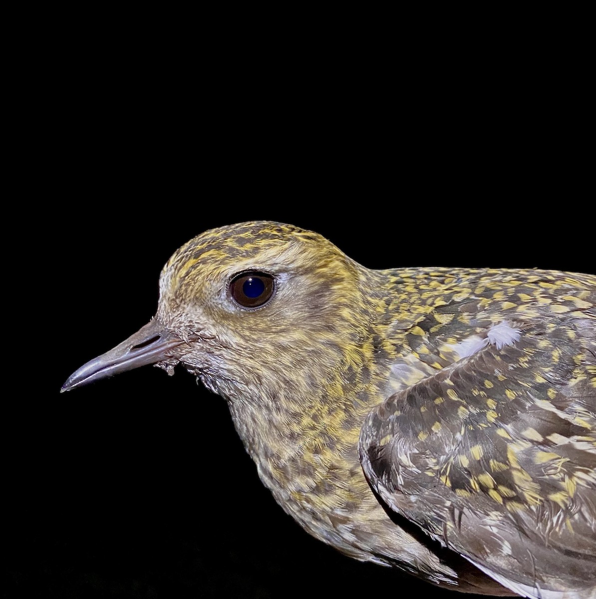 Сивка звичайна - ML647457010