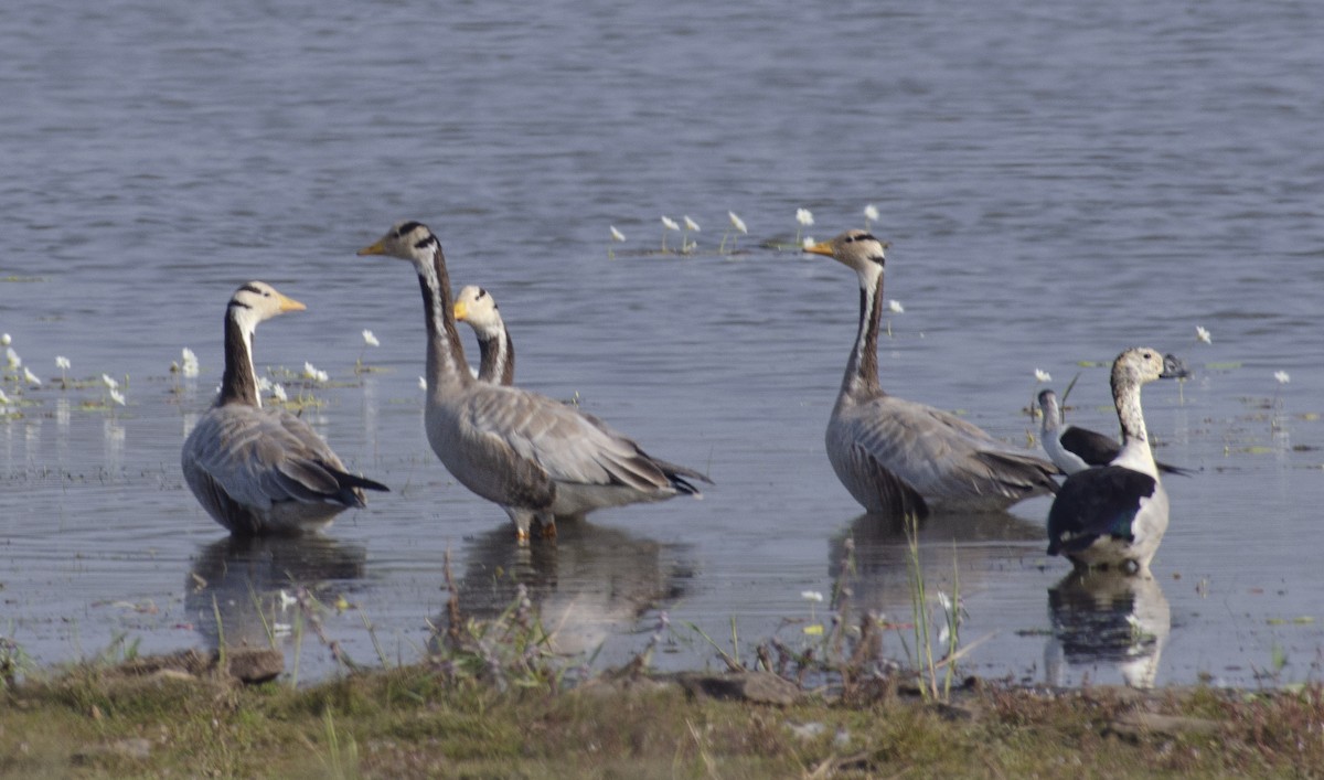 Bar-headed Goose - ML647457022