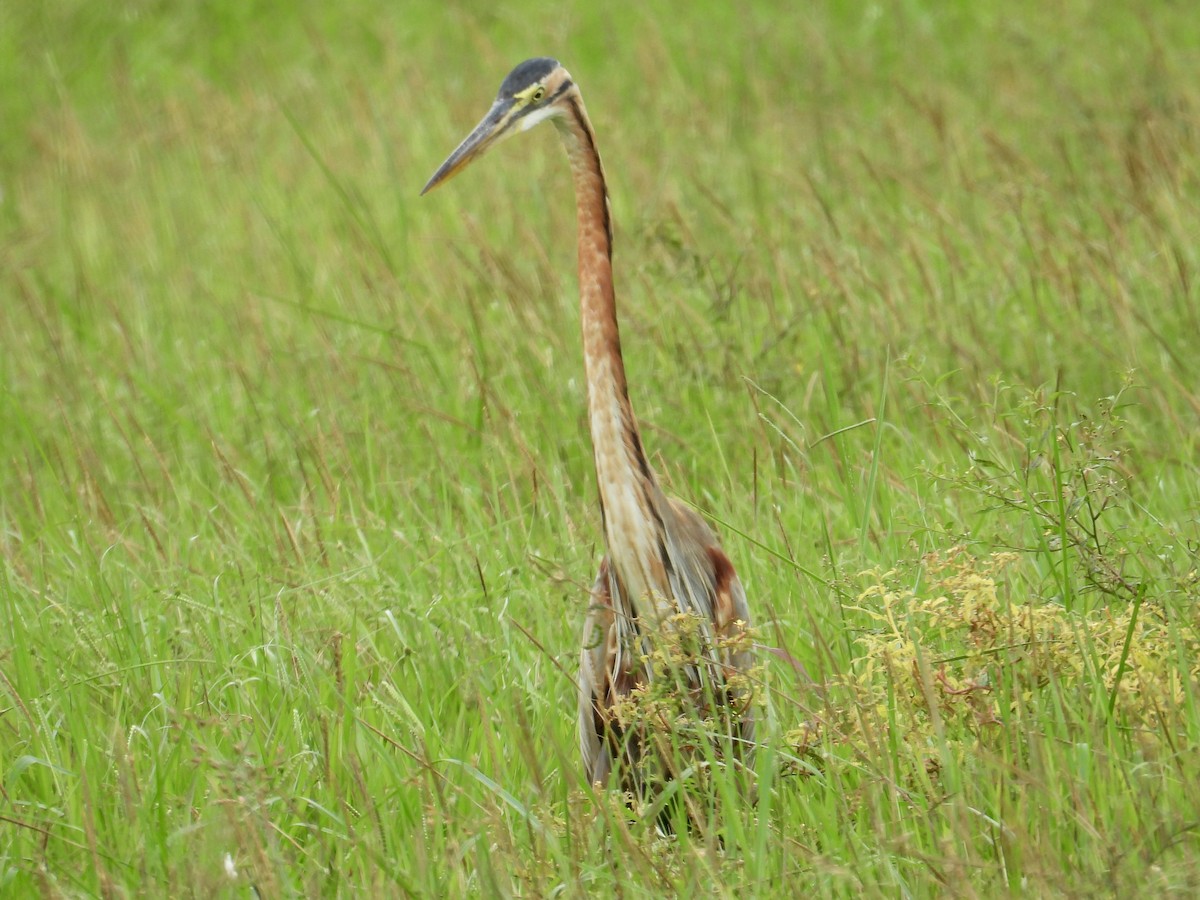 Purple Heron - ML647457035