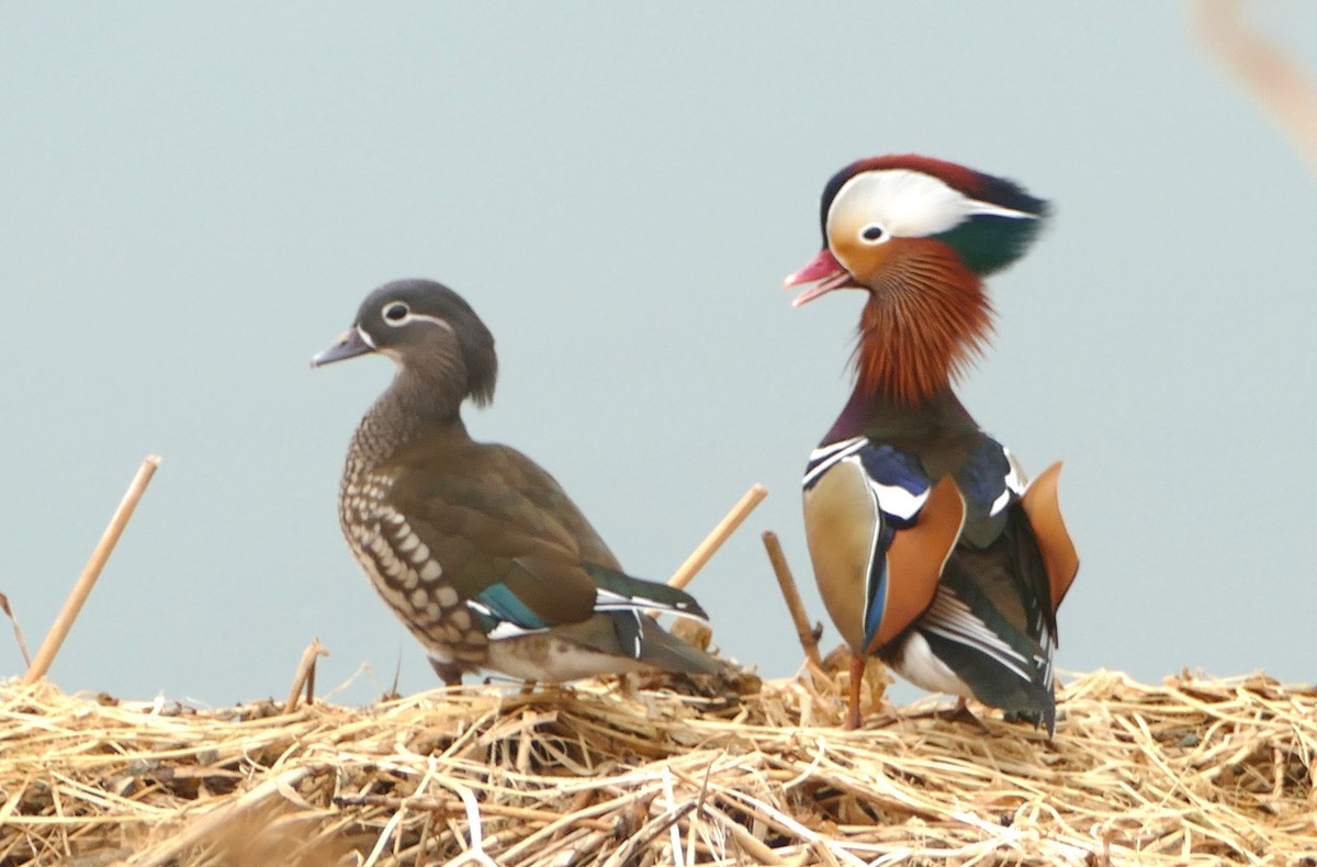 Мандаринка - ML647457036