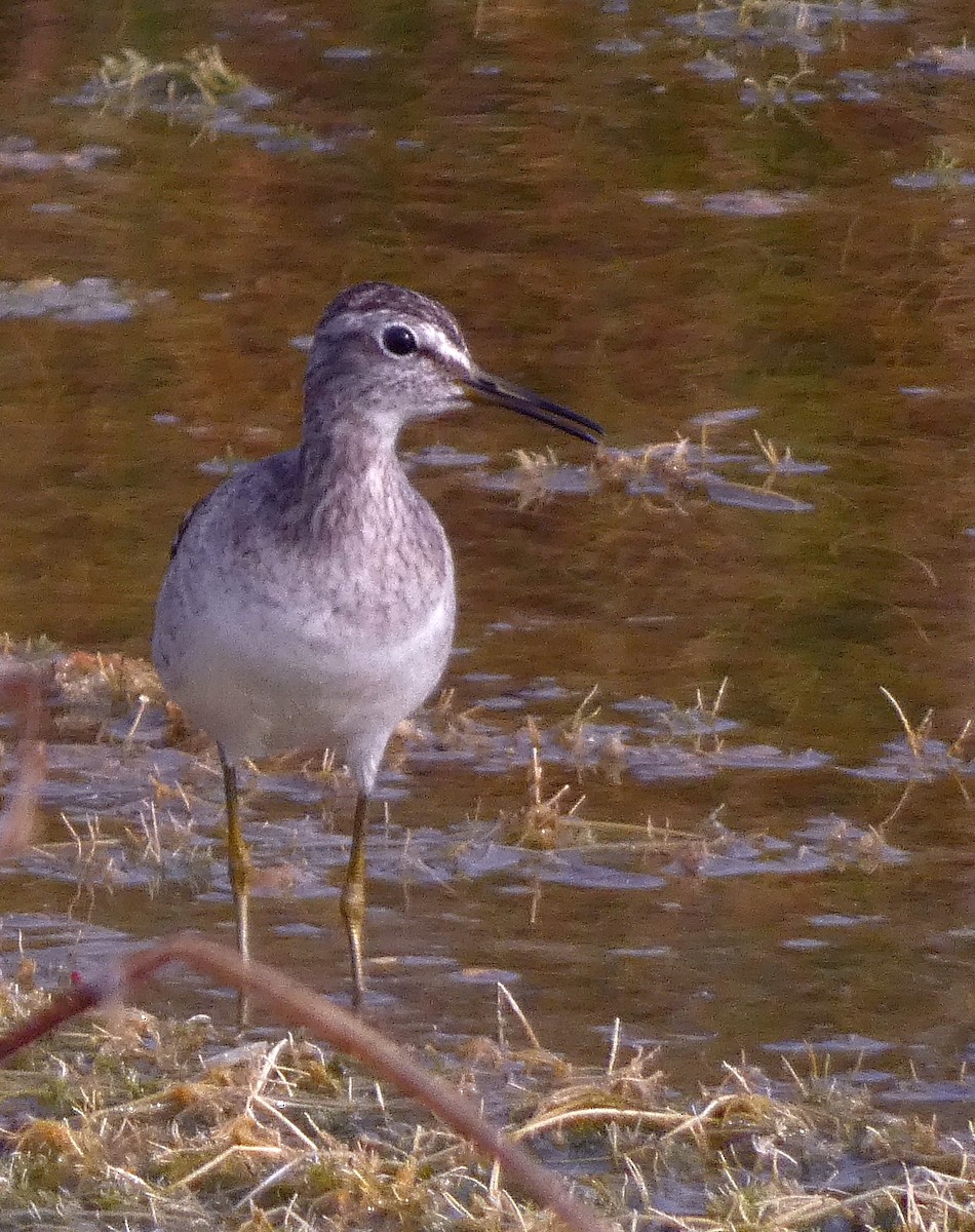 vodouš bahenní - ML647457038