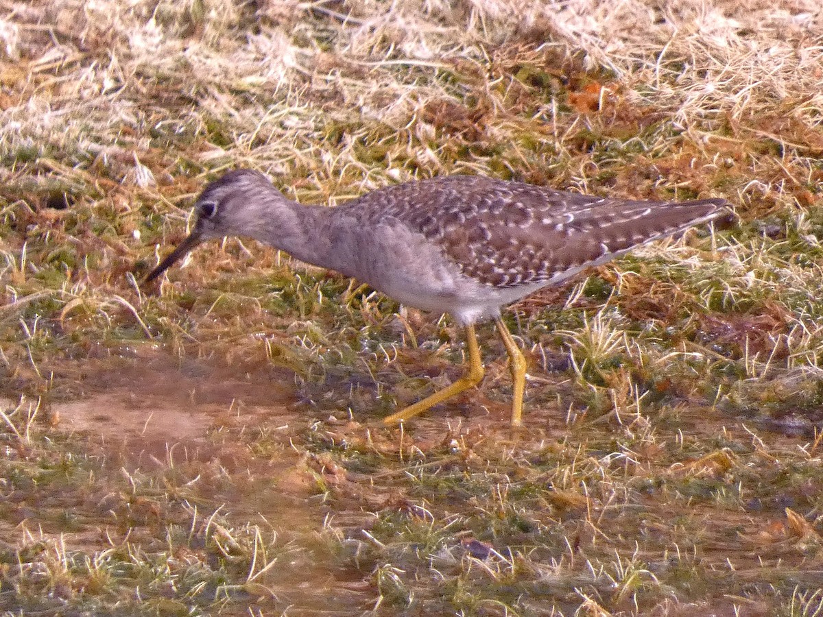 vodouš bahenní - ML647457039