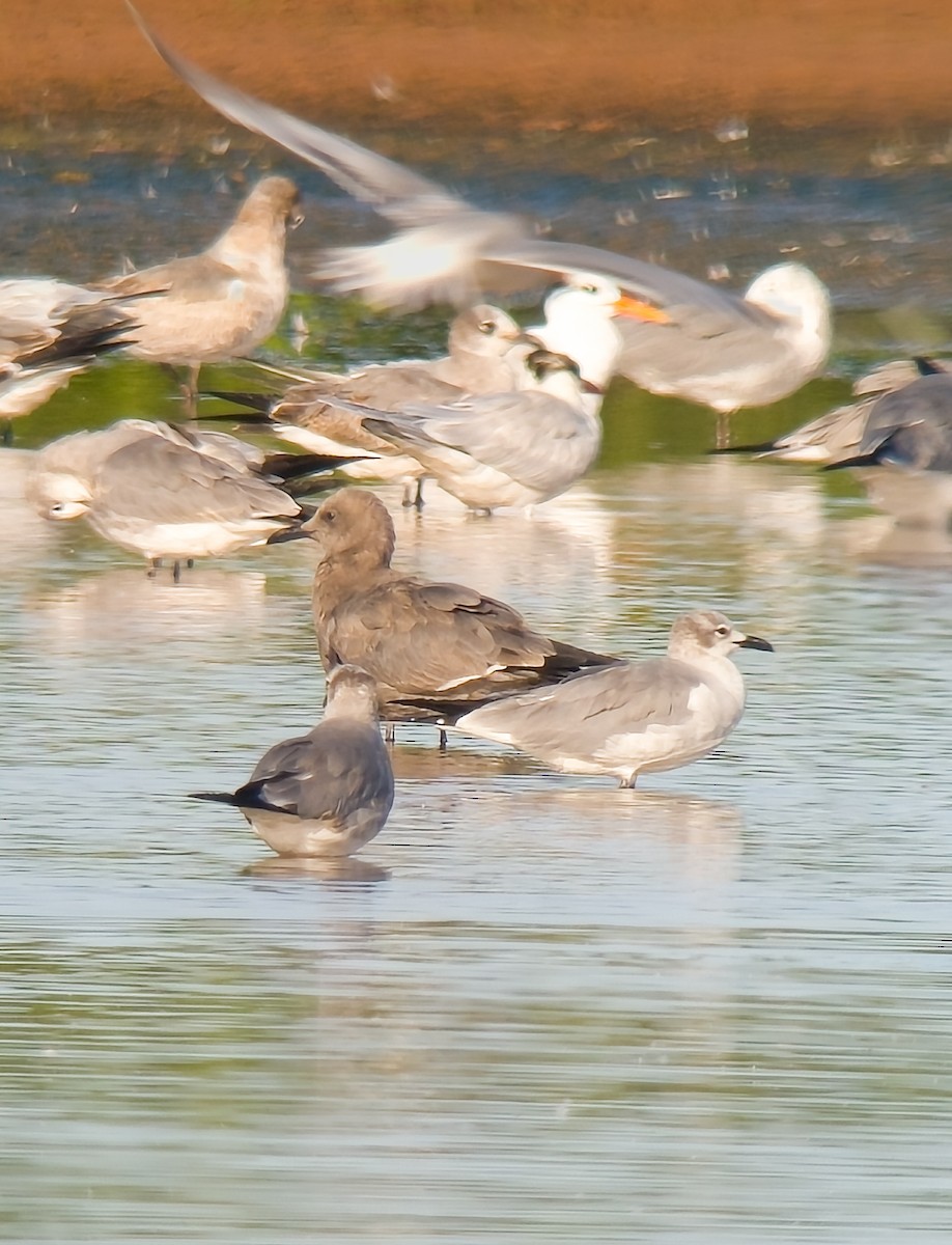 Gray Gull - ML647457040