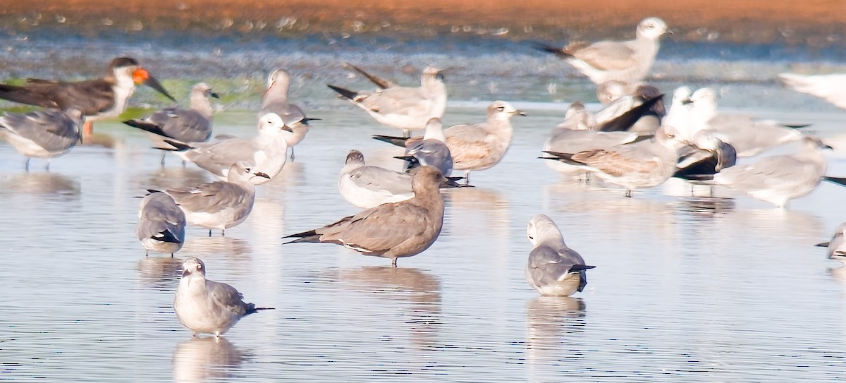 Gray Gull - ML647457041