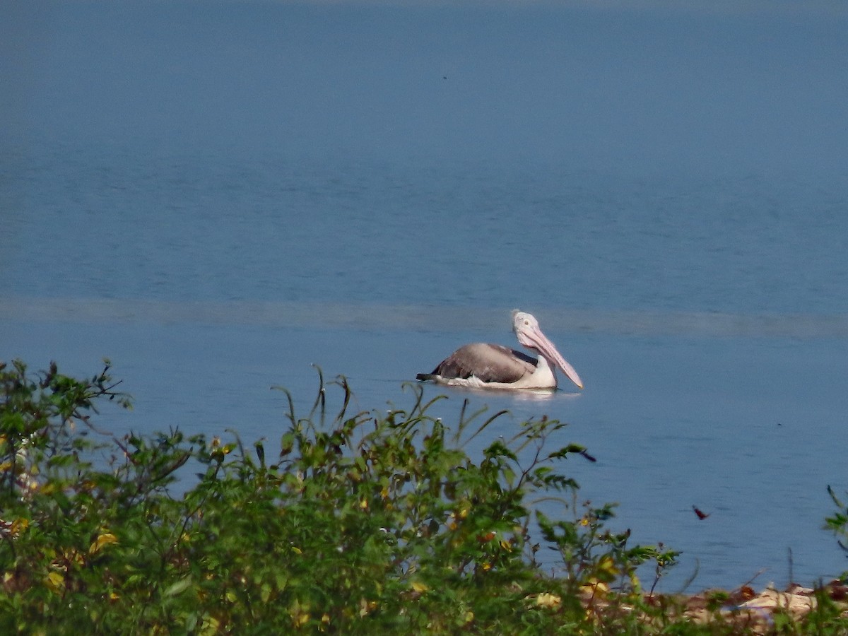 Spot-billed Pelican - ML647457043