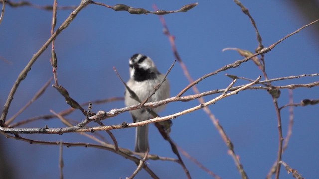 Гаїчка гірська - ML647457046