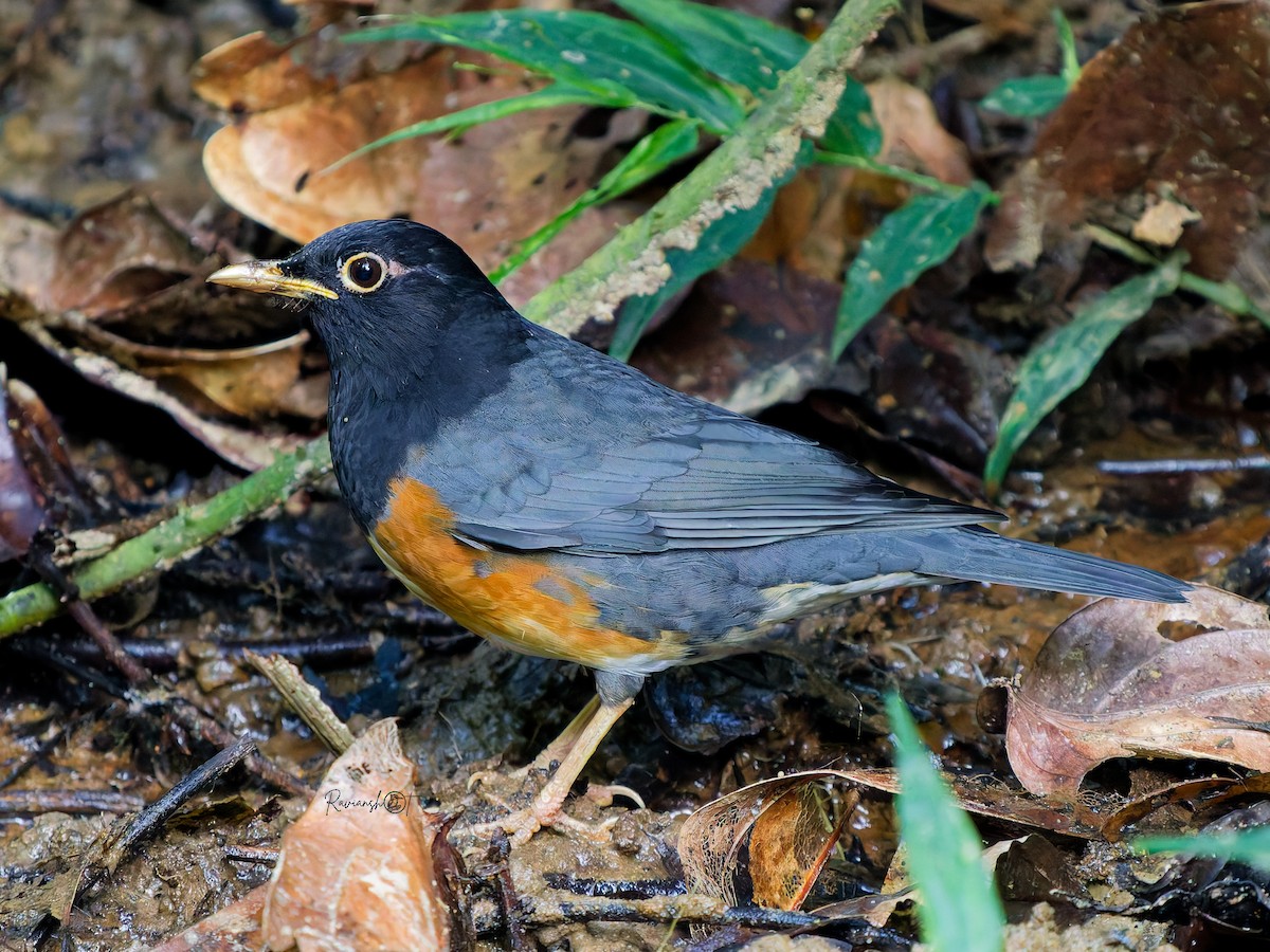 Черногрудый дрозд - ML647457047