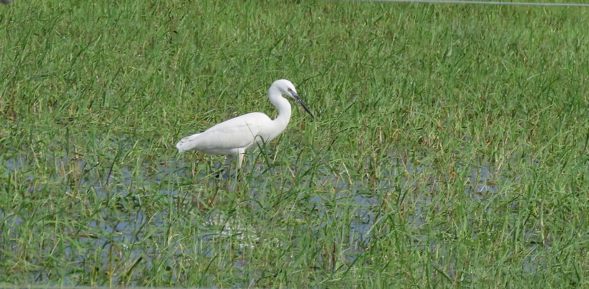 Little Egret - ML647457048