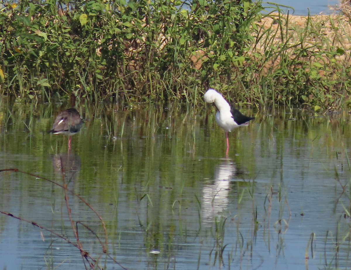 Black-winged Stilt - ML647457053