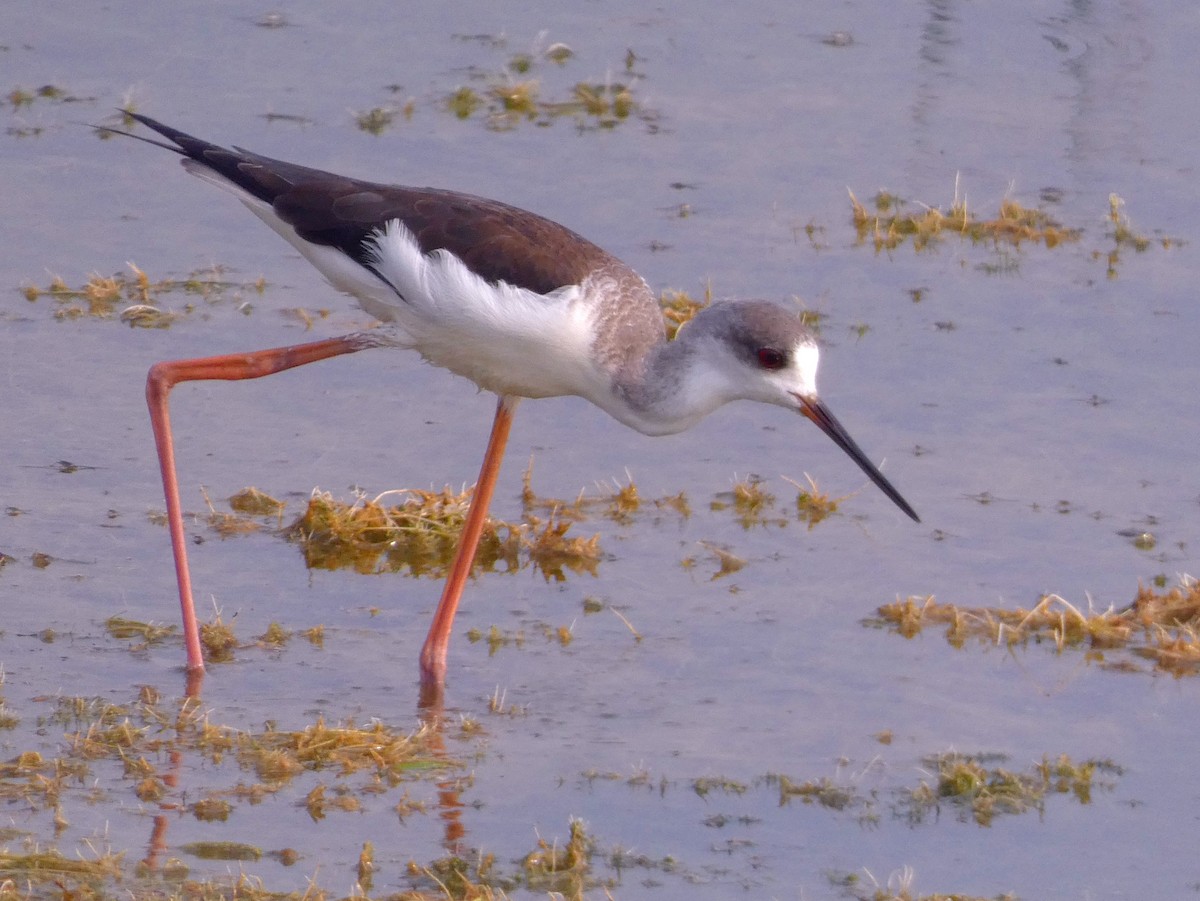 Black-winged Stilt - ML647457064