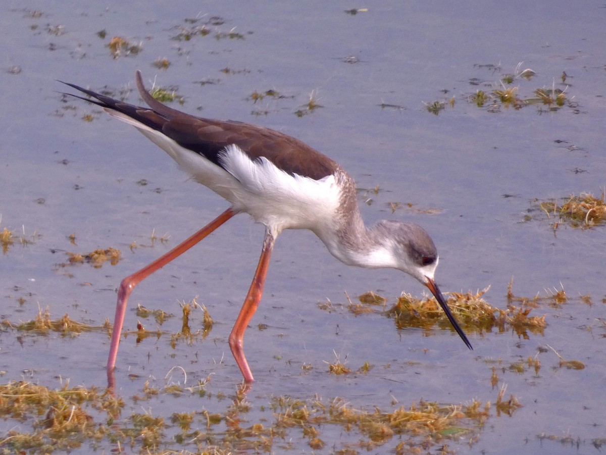Black-winged Stilt - ML647457065