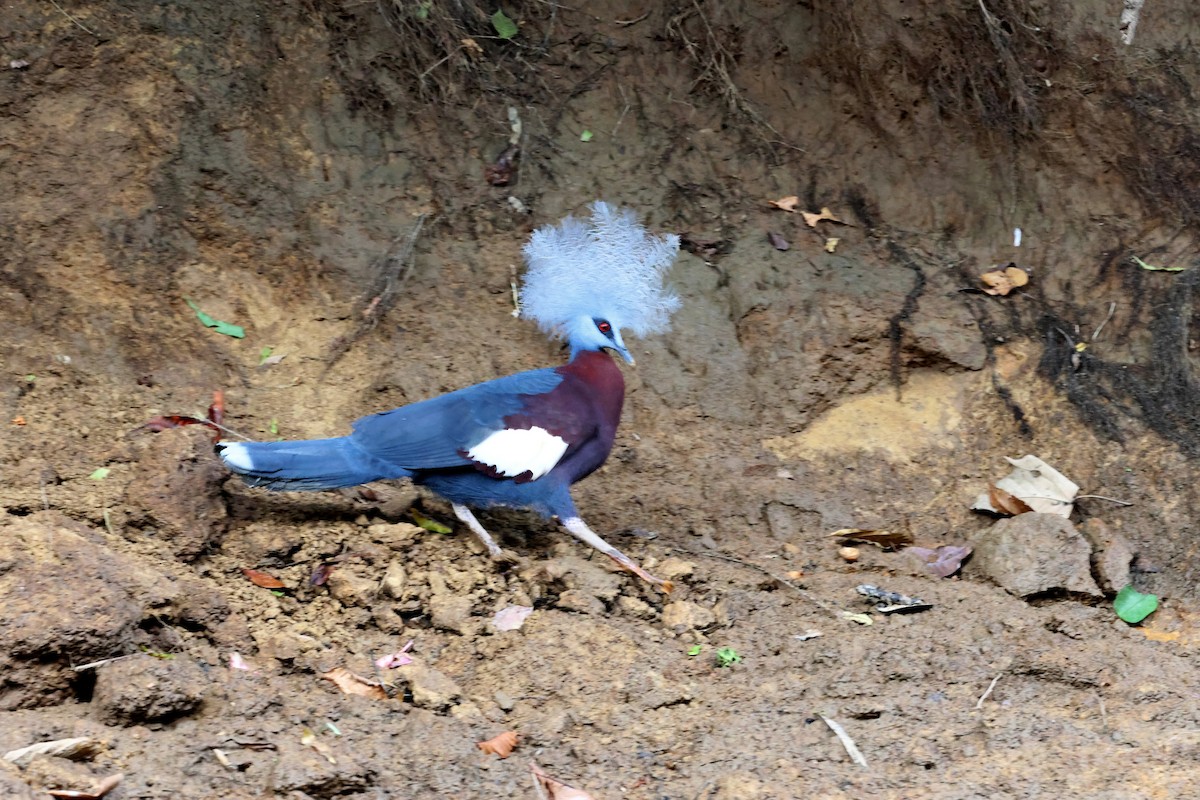 korunáč hnědoramenný - ML647457068