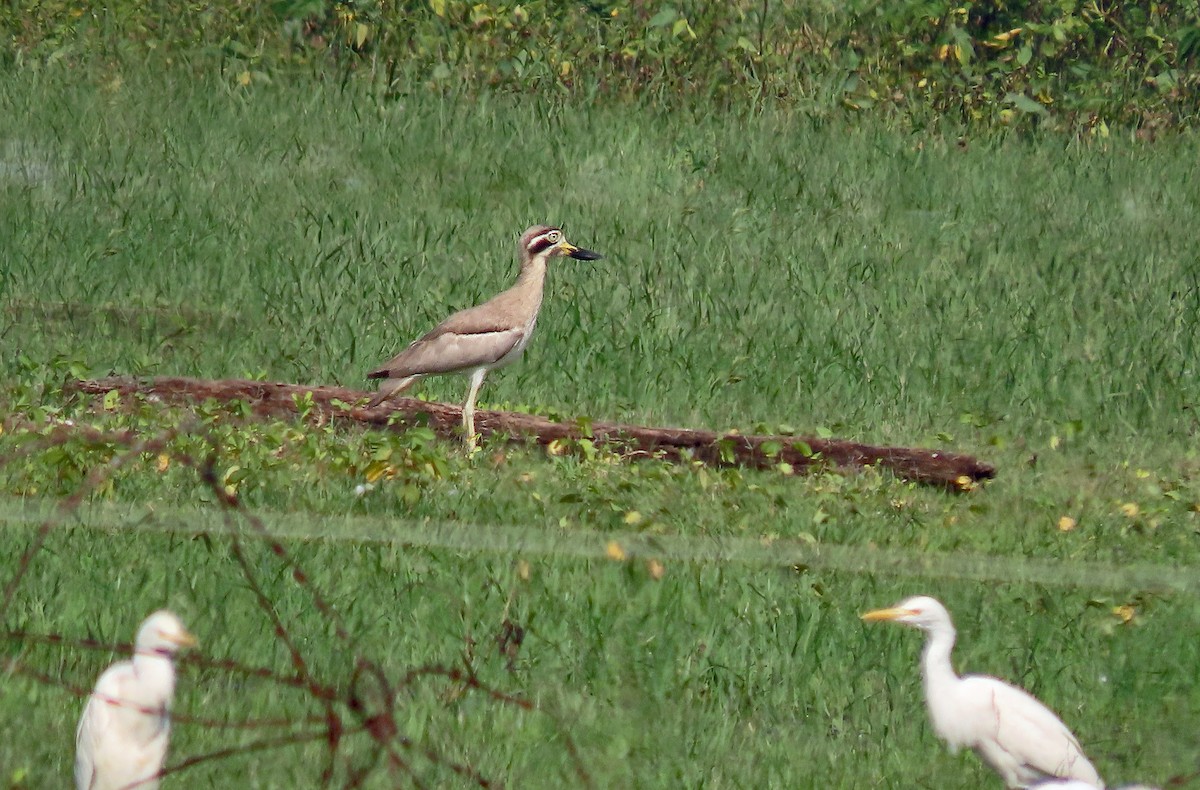 Great Thick-knee - ML647457070