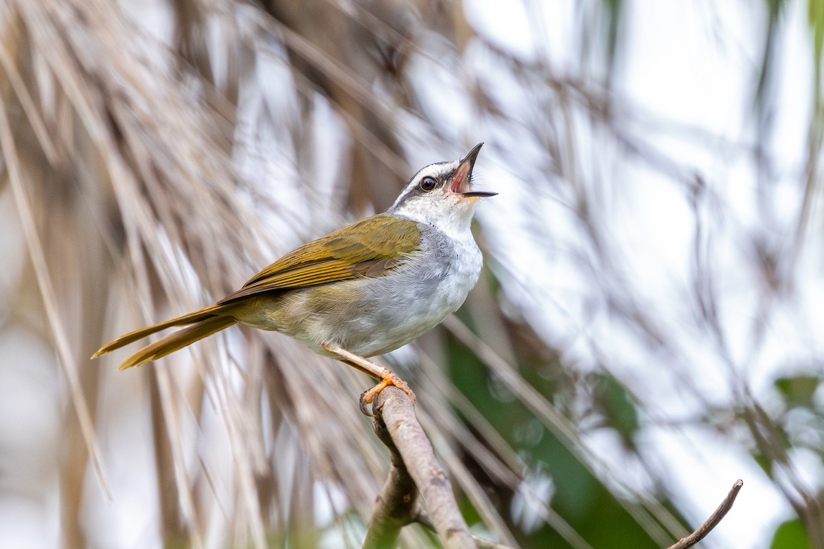 White-striped Warbler - ML647457071