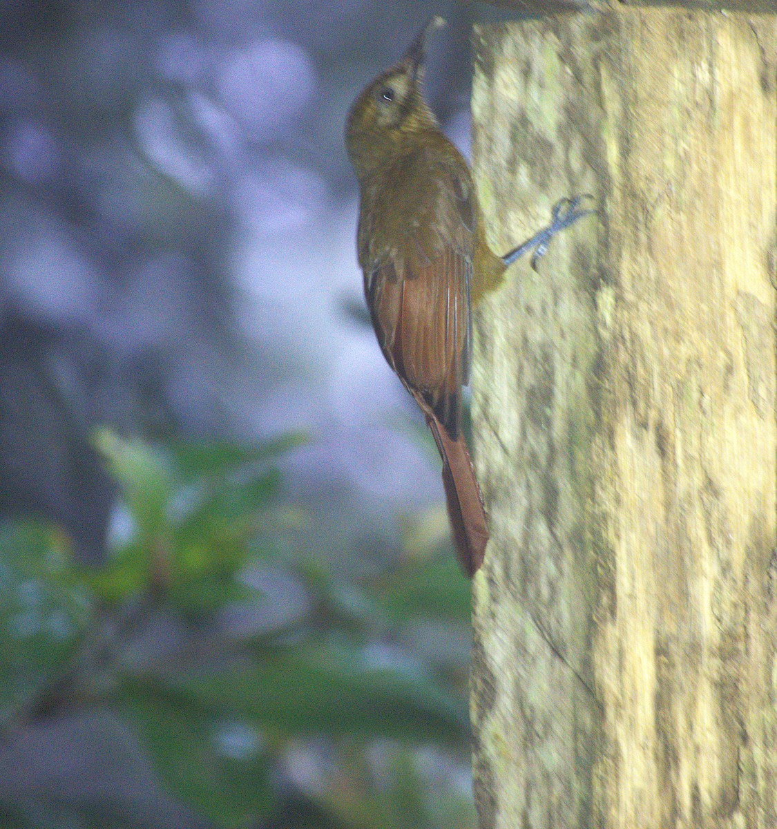 Plain-brown Woodcreeper - ML647457074
