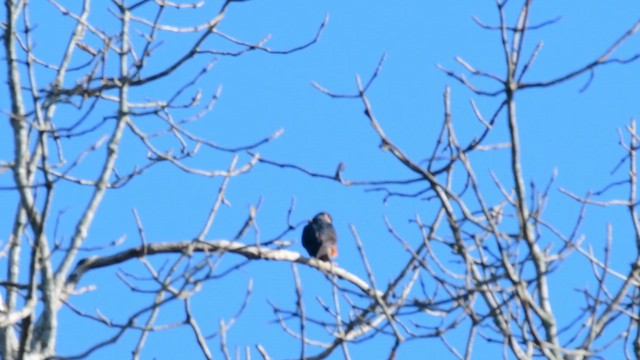 Підсоколик східний - ML647457077