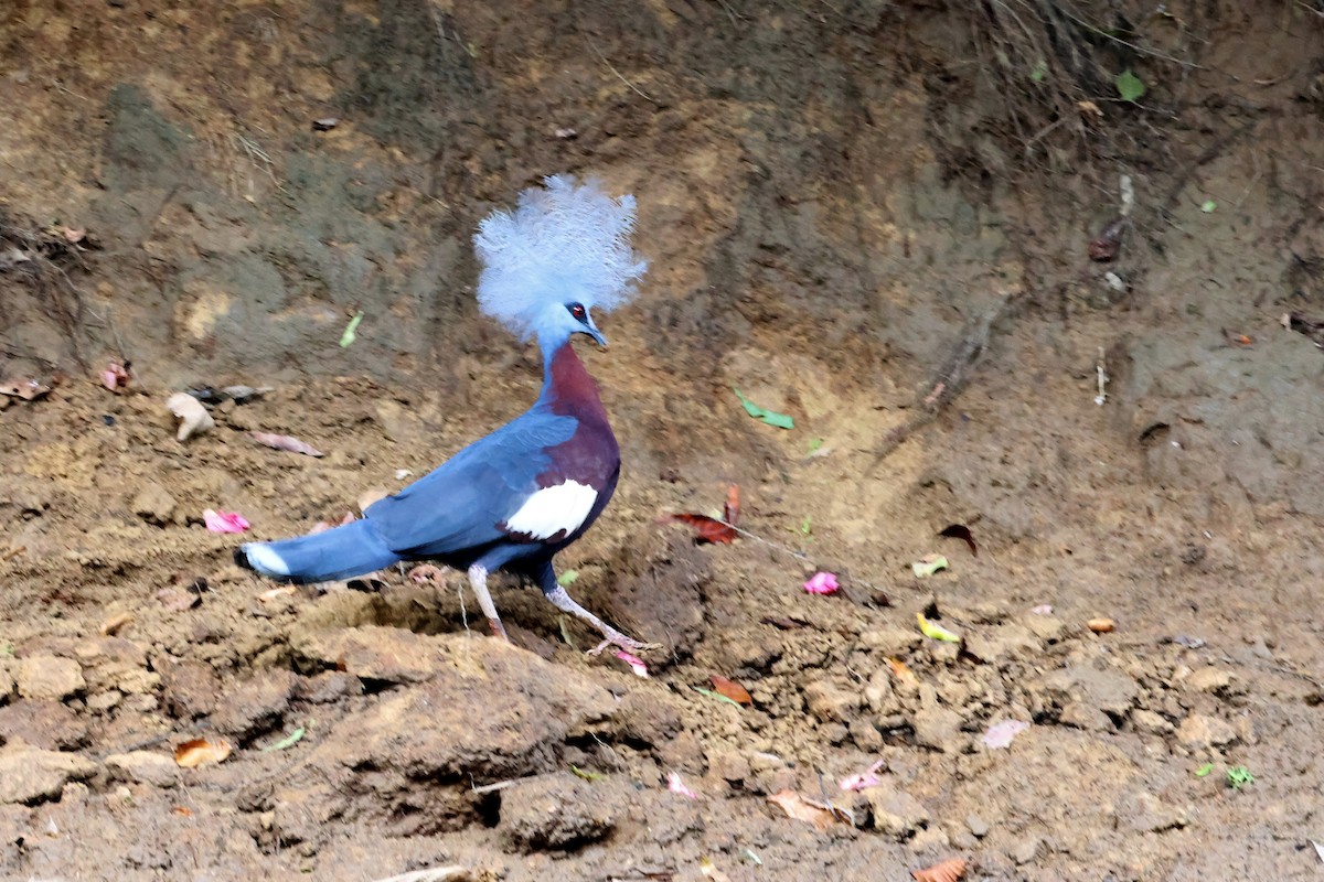 Sclater's Crowned-Pigeon - ML647457079