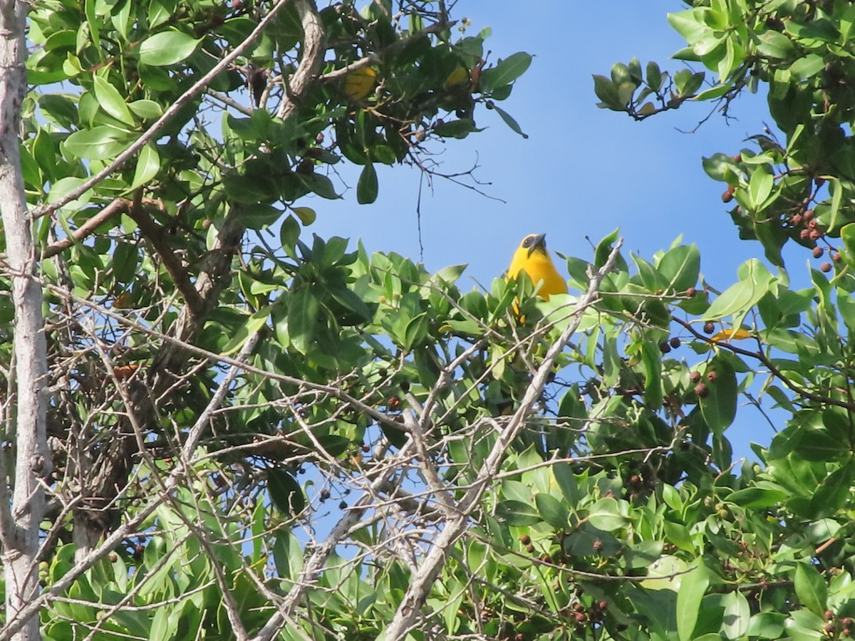 Oriole Blackbird - ML647457081