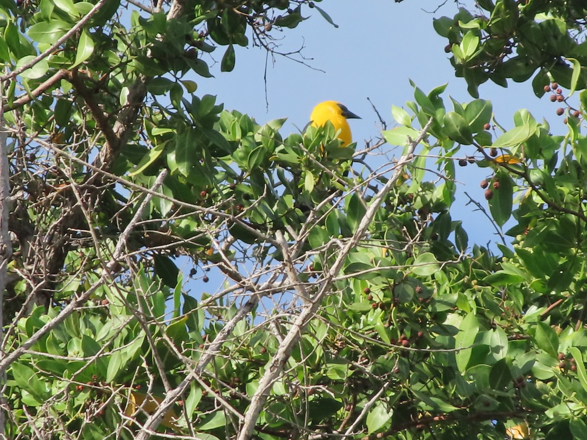 Oriole Blackbird - ML647457082