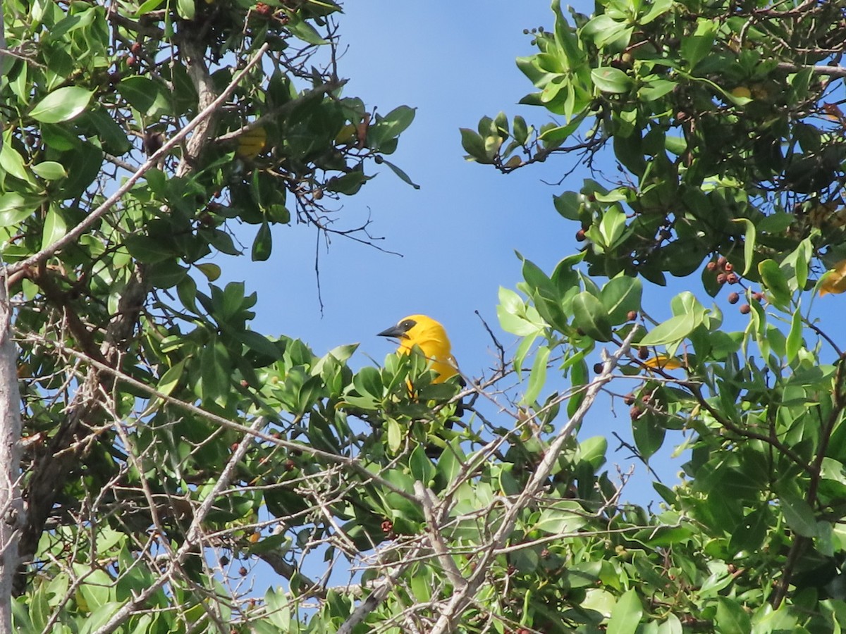 Oriole Blackbird - ML647457083