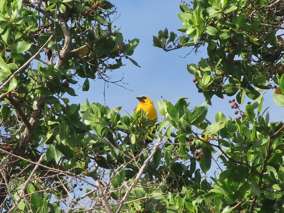 Oriole Blackbird - ML647457084