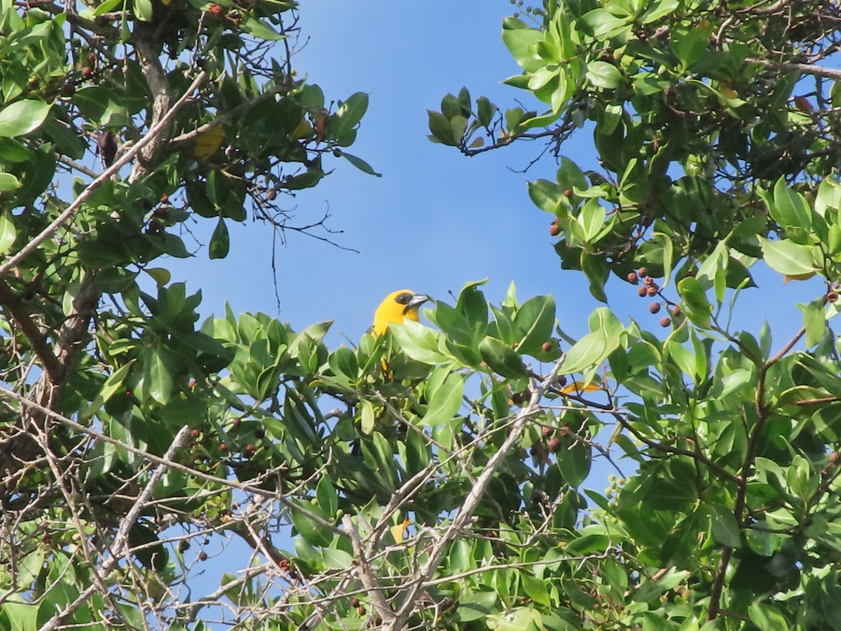 Oriole Blackbird - ML647457085