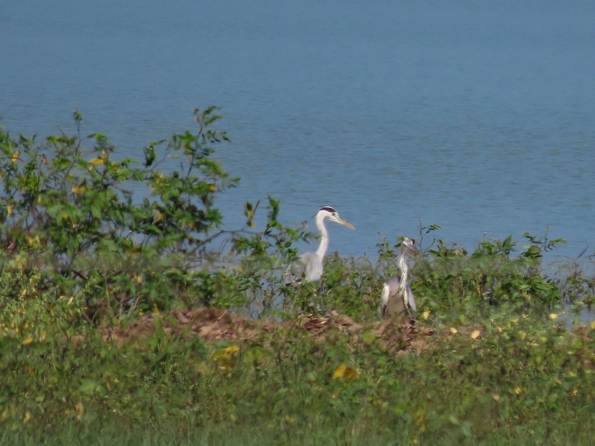 Gray Heron - ML647457086