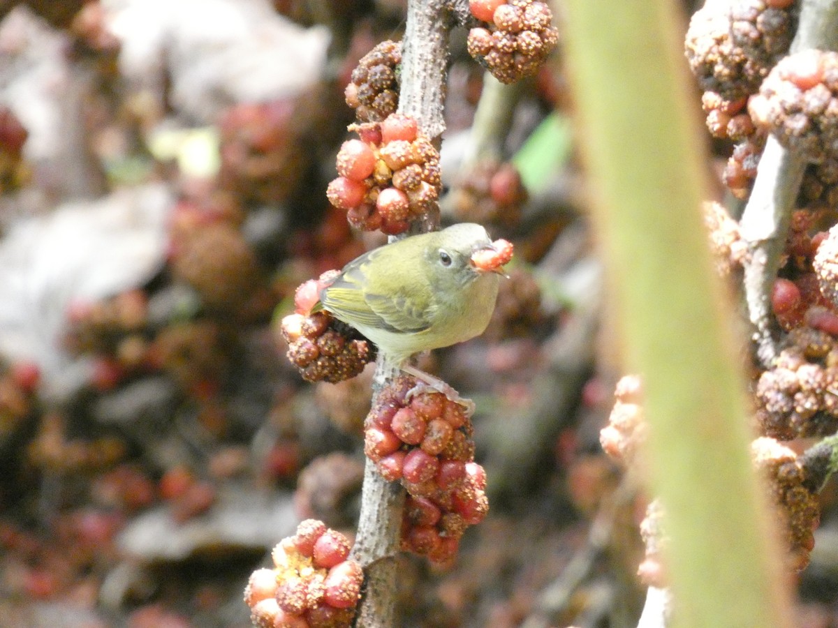 Buzzing Flowerpecker - ML647457087
