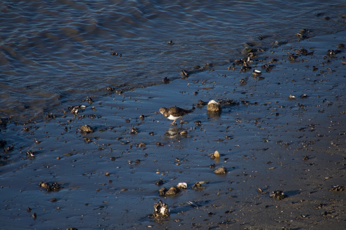 Ruddy Turnstone - ML647457088