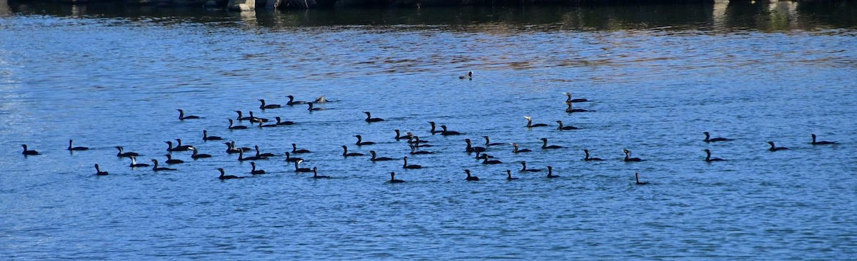 Great Cormorant - ML647457089