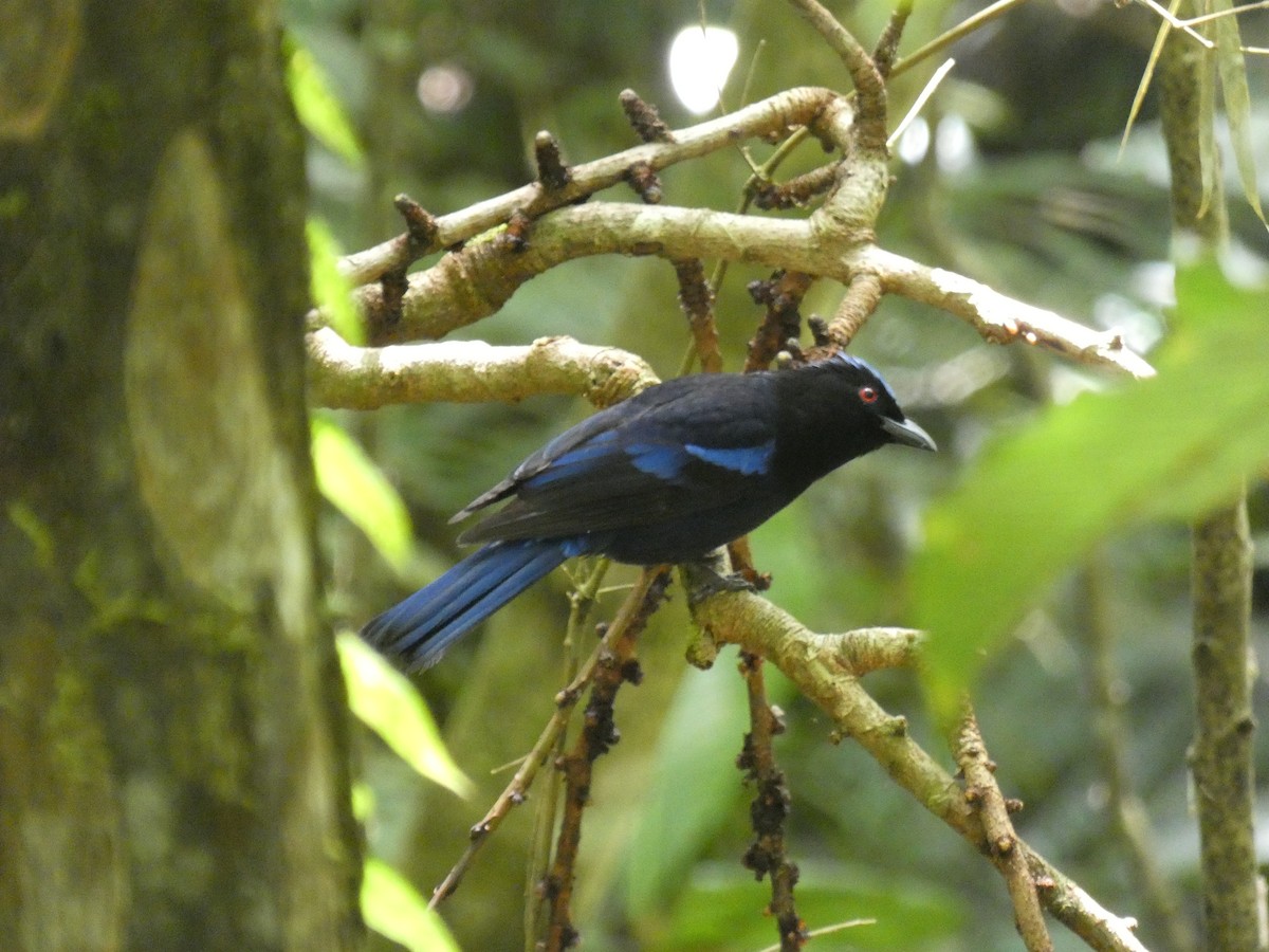 Philippine Fairy-bluebird - ML647457090