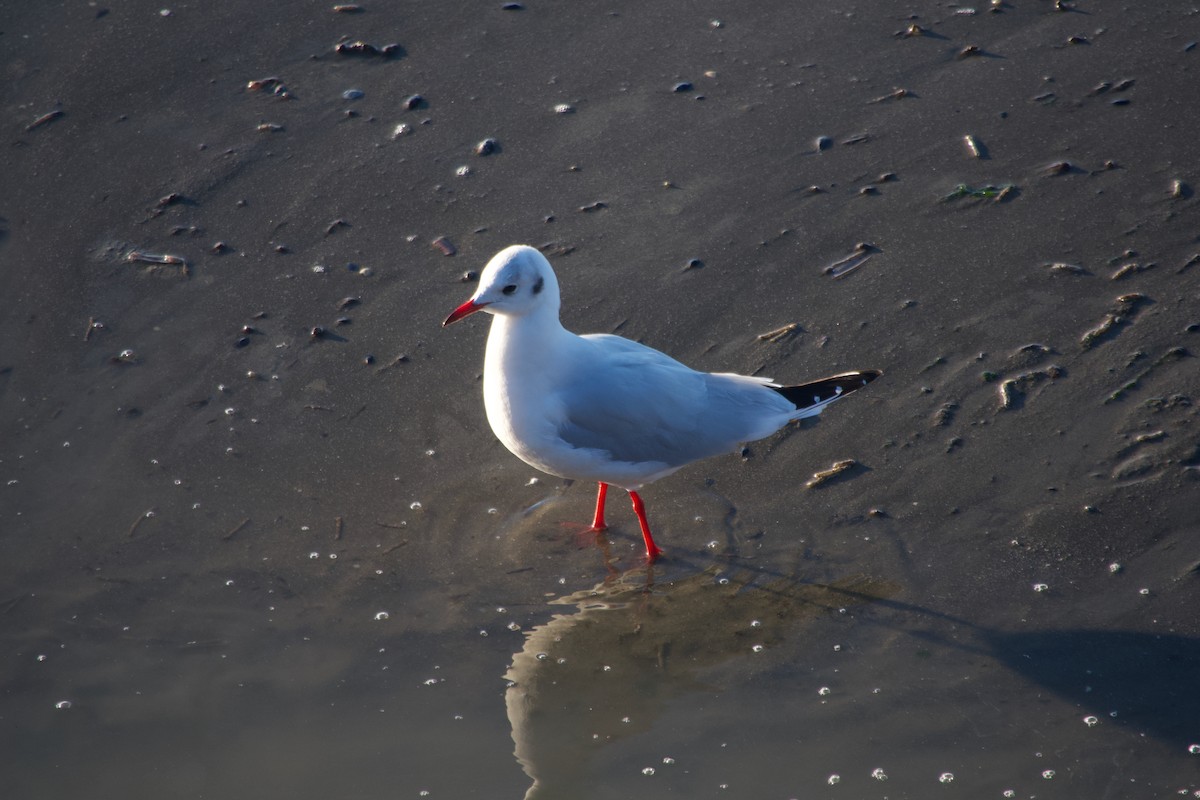 Black-headed Gull - ML647457091