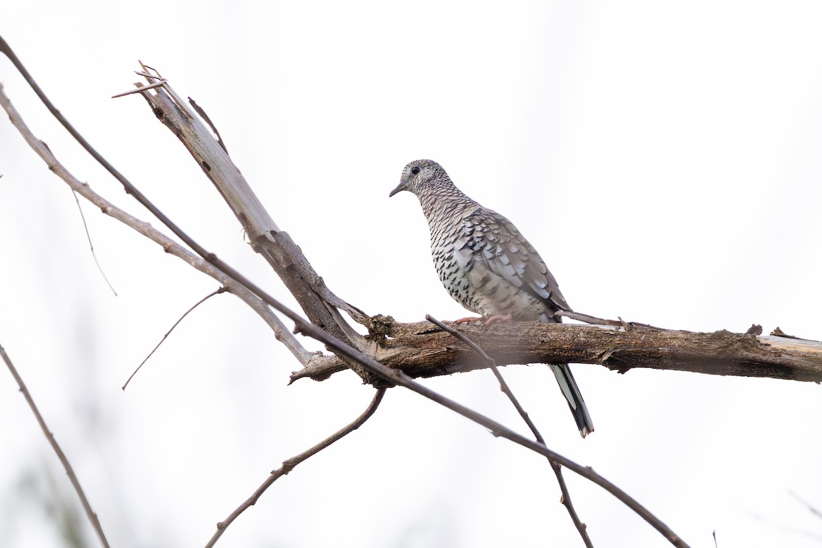 Scaled Dove - ML647457092