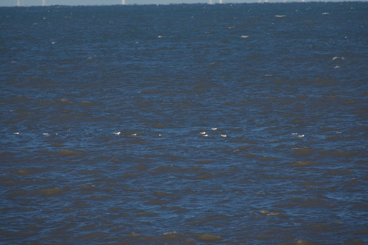 Common Gull - ML647457093