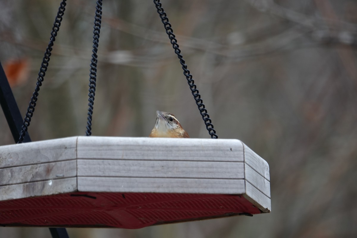 Carolina Wren - ML647457094